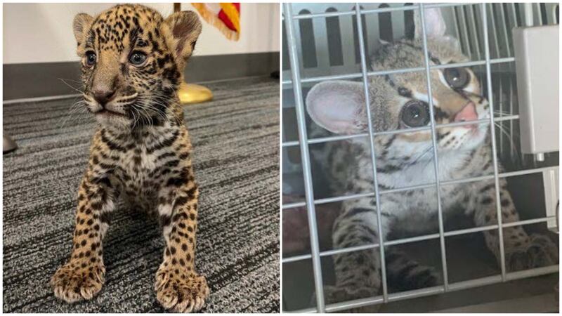 Las autoridades federales tomaron posesión de los cachorros de jaguar (izquierda) y tigrillo...